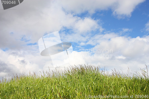 Image of Green grass blue sky