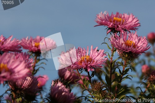 Image of Flowers