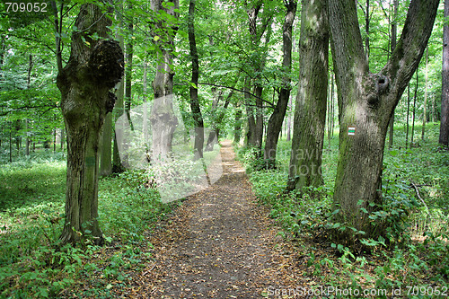 Image of Deciduous forest