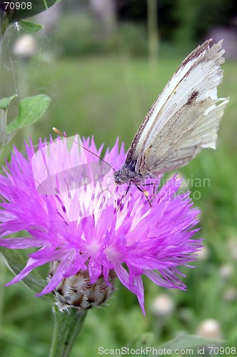 Image of Butterfly