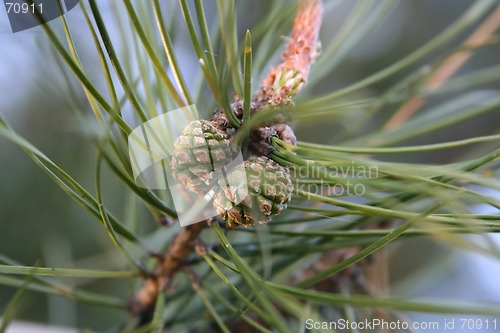 Image of Cones