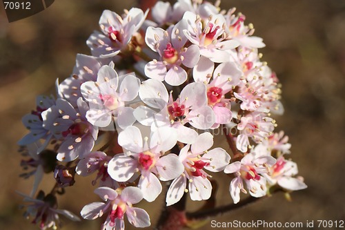 Image of Spring Flower