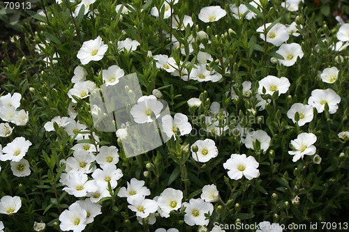 Image of White Flowers