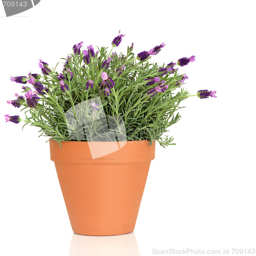 Image of Lavender Herb Plant