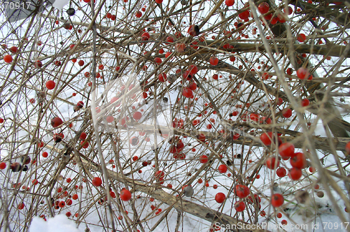 Image of Berries in Winter