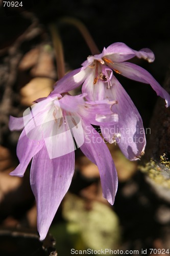 Image of Flowers