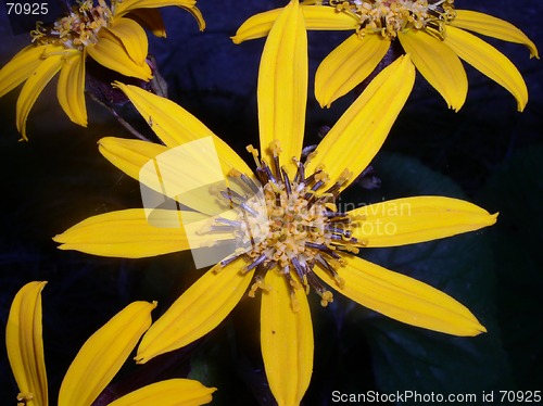 Image of Flowers