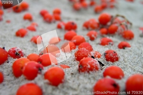 Image of Berries in the Sand