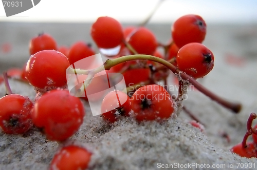 Image of Berries