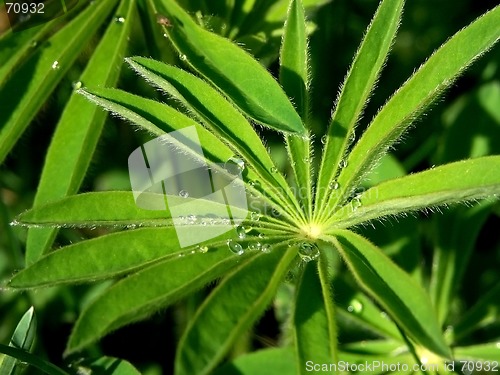 Image of Lupin after Rain