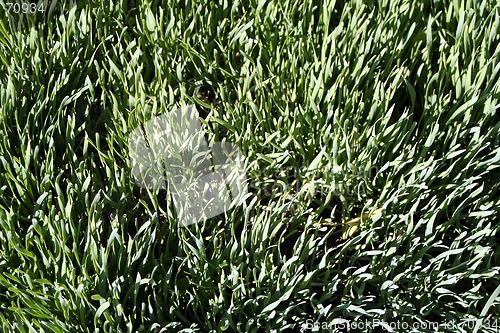 Image of Grass