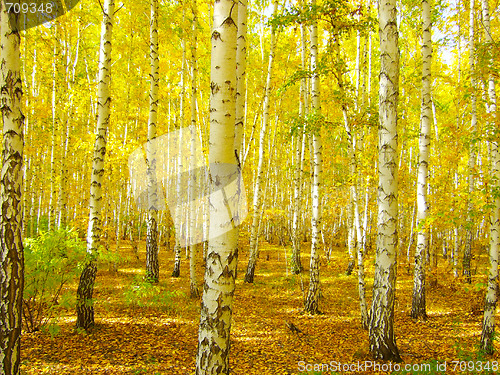 Image of autumn forest
