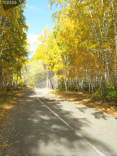 Image of road in forest
