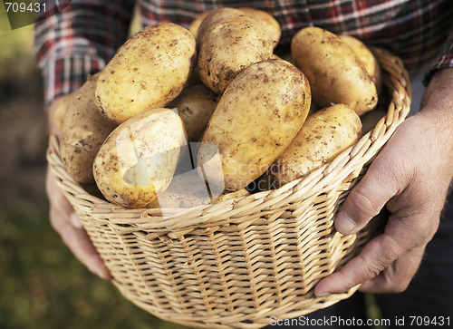 Image of Potatoes