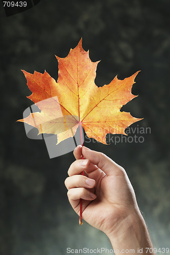 Image of Autumn maple