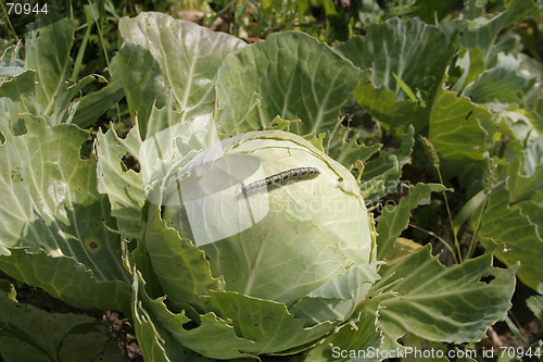 Image of Worm on a Cabbage