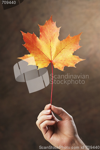 Image of Autumn maple