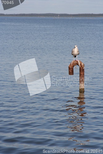 Image of Tern