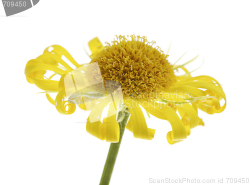 Image of Dead Flower