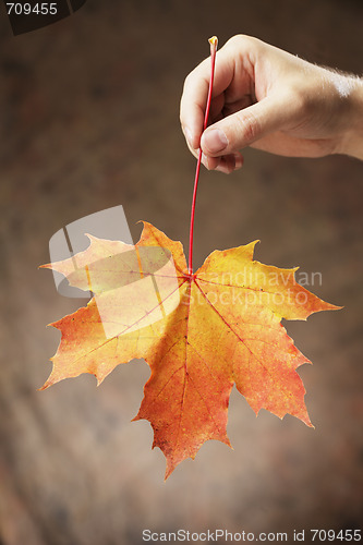 Image of Autumn maple