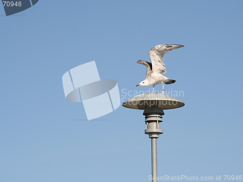 Image of Tern with Wings Opened