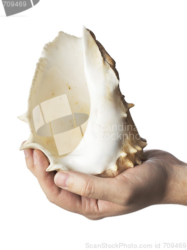 Image of Seashell