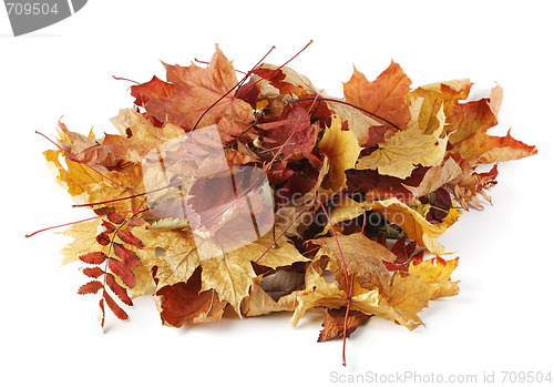 Image of Autumn leaves