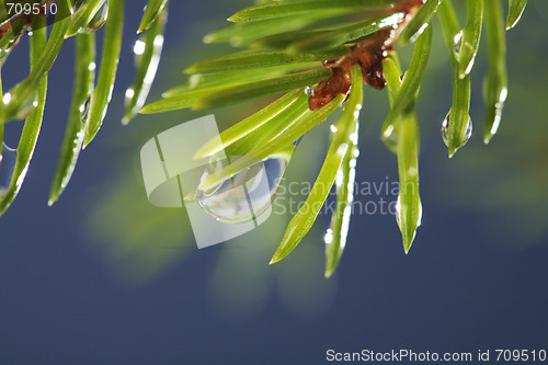 Image of Spruce 