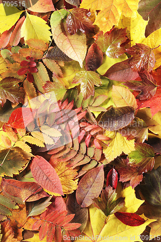 Image of Autumn leaves