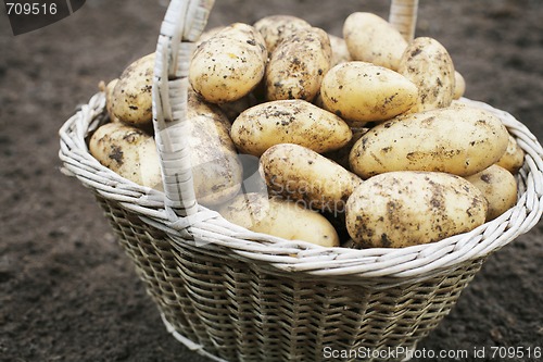 Image of Harvest