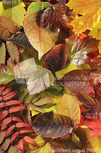 Image of Autumn leaves