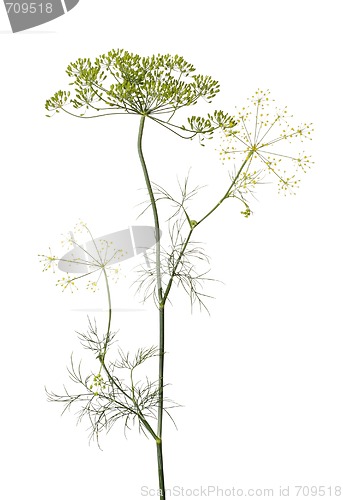 Image of Dill (Anethum graveolens)