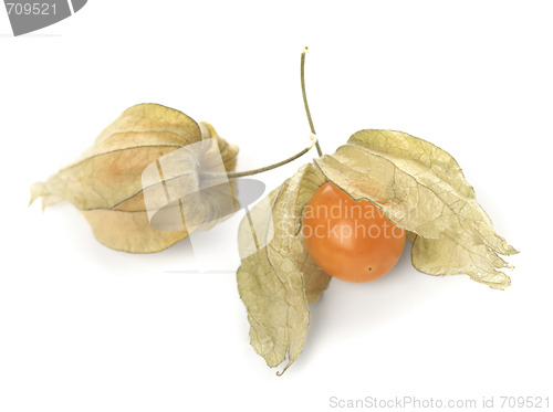 Image of Physalis