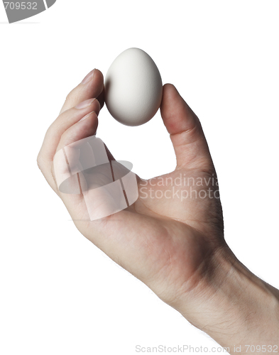 Image of Egg