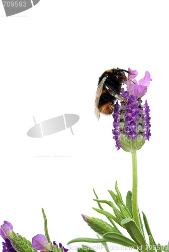 Image of Bumble Bee and Lavender Herb Flowers