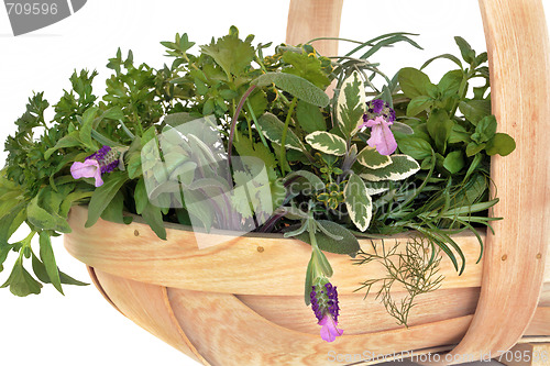 Image of Fresh Herb Leaf Selection