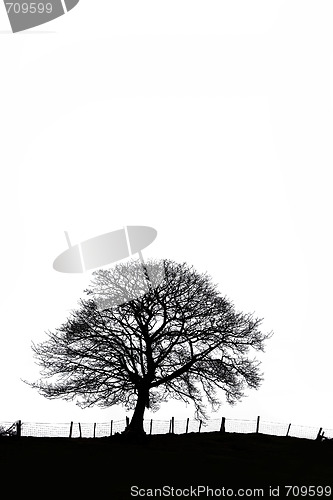 Image of Sycamore Tree in Winter in Silhouette
