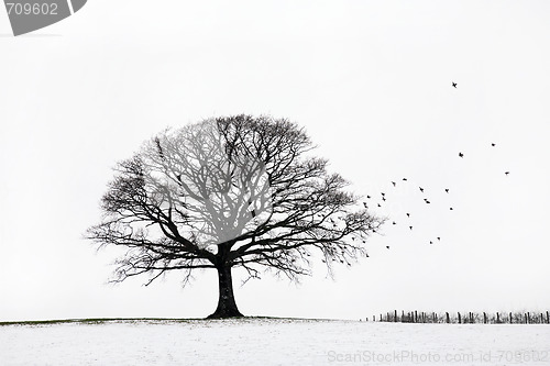 Image of Oak Tree in Winter