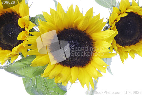 Image of Sunflowers