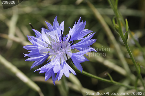 Image of Cornflower