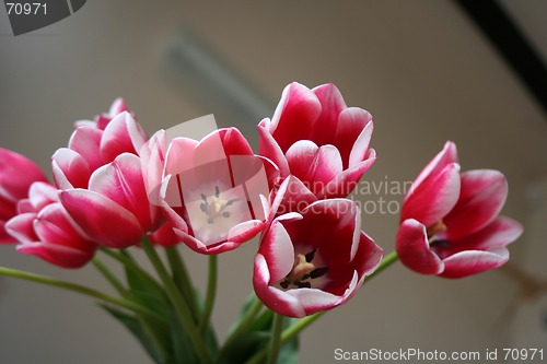 Image of Bouquet of Tulips
