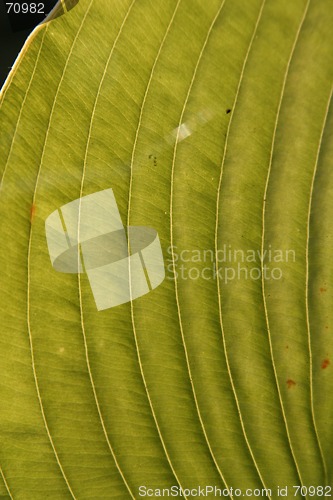 Image of Leaf