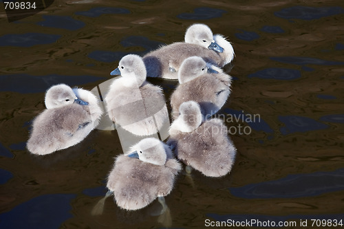 Image of Ugly ducklings