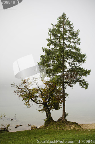 Image of Trees by Lake Bohinj