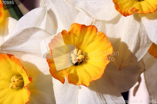 Image of Narcissus