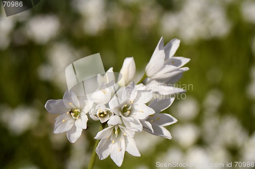 Image of Flower of Spring