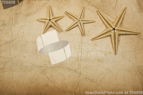 Image of Sepia Starfish Paper