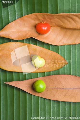 Image of Leaf and Berry Still Life