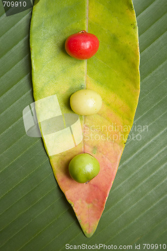 Image of Leaf and Berry Still Life