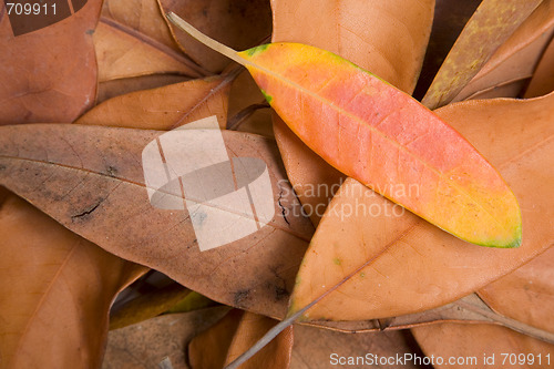 Image of Autumn Forest Floor